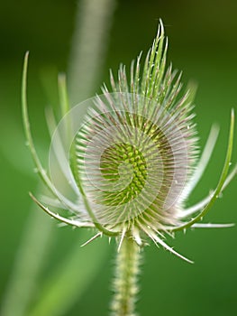 Teasel Flowers on a Summer Meadow