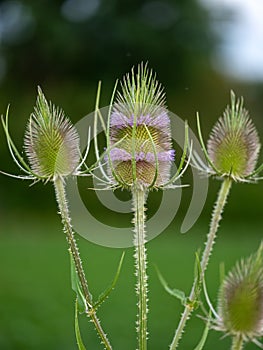 Teasel Flowers on a Summer Meadow