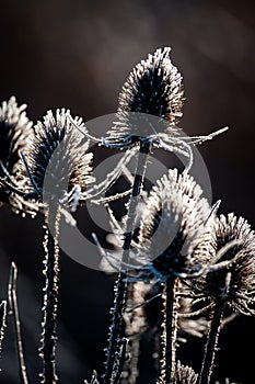 Teasel with frost at sunrise