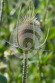 Teasel / Genus Dipsacus