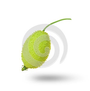 Teasel Gourd, spiny gourd