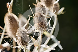 Teasel growing in the wild