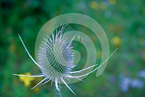 Teasel plant