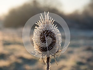 Teasel Seed Head and Frost