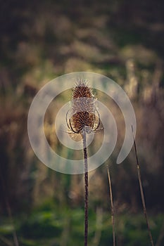 Teasel seed head on a spring day