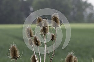 Teasel Seedheads on green Background photo