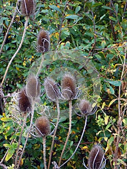 Teasel seedheads with green leaves and autumn foliage