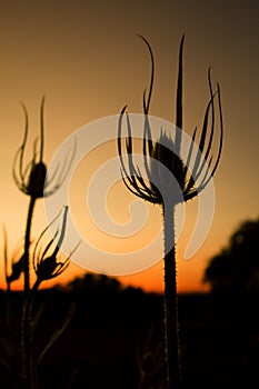 Teasel weed silhouette