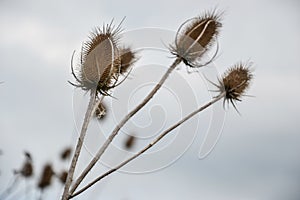 Teasel (Dipsacus fullonum) in meadow. Dry flower heads of teazel