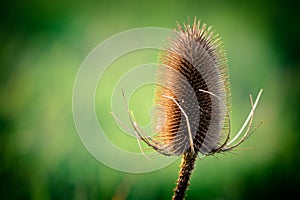 Teasels