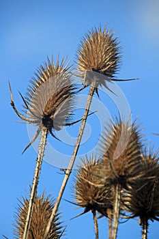 Teasels
