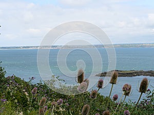 Teasels stand against the blue sea of the Cornish coast and Saint Michael\'s Mount Cornwall England