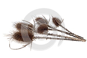Teasels, teazels. Dipsacus fullonum isolated on white background.