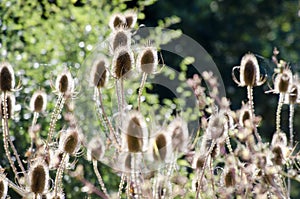 Teasels