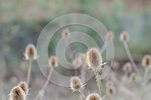 Teasels during Winter