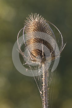 A teasle in the sunshine with spiders webs