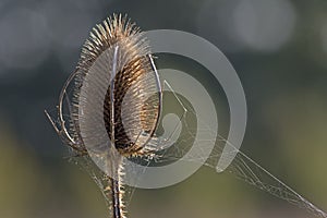 A teasle in the sunshine with spiders webs