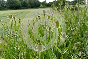 Teazel border in front of field