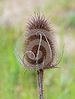 Teazel in field