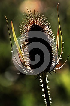 Teazel plant head.