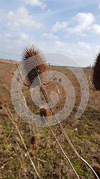 Teazel thistle