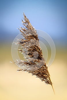 Teazel in the wind with blue sky