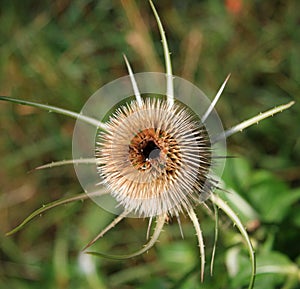 Teazle seed head