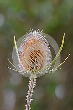 A teazle