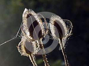 Teazle in the sunshine