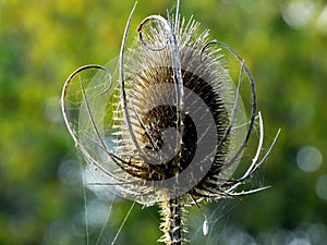 Teazle