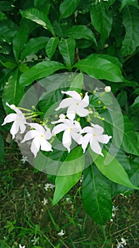Tebernaemontana divericata pinwheel jasmine flower