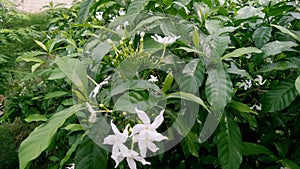 Tebernaemontana divericata pinwheel milk flower snap