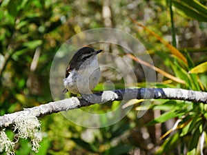 Tec Tec bird on a branch, saxicola tectes. Endemic bird in Reunion