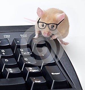 Technical Support Computer Mouse Programmer