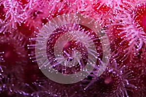 Strawberry anemone photo