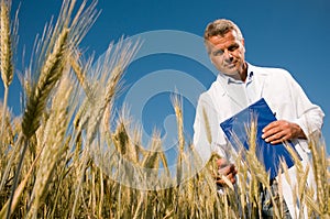 Technician checking the growth of the wheat field