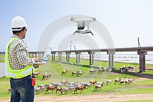 Technician farmer use computer control drone tracking the cow photo