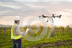 Technician farmer use wifi computer control agriculture drone fly to sprayed fertilizer on grape field, Smart farm concept photo