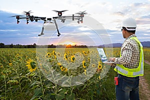 .Technician farmer use wifi computer control agriculture drone on the sunflower field, Smart farm concept