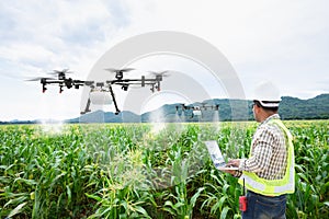 Technician farmer use wifi computer control agriculture drone on sweet corn field