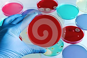 Technician hand holding petri dish in the lab