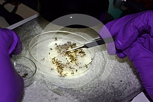 Technician selecting mosquito species