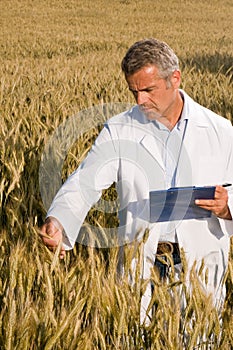 Technician in a wheat field