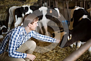 Technician worker with milky cows in cowhouse outdoors