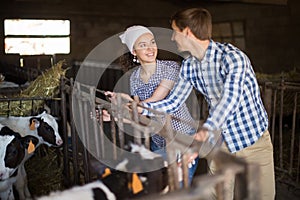 Technician workers with cows in cowhouse