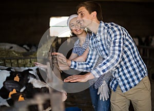 Technician workers with cows in cowhouse