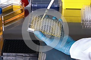 technician working in the laboratory pipetting samples in microplates multichannel in the sterile hood
