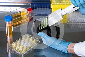 technician working in the laboratory pipetting samples in microplates in the sterile hood