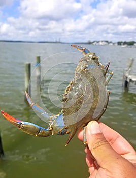 The technique to hold blue crab without being clipped