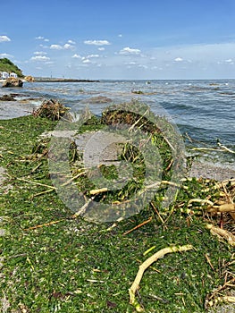 Technogenic ecological catastrophe. Sea coast pollution. Garbage and plants from fresh water bodies on the seashore. Black Sea.